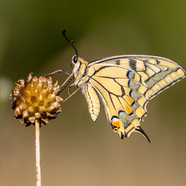 Swallowtail Butterfly (Retiring)