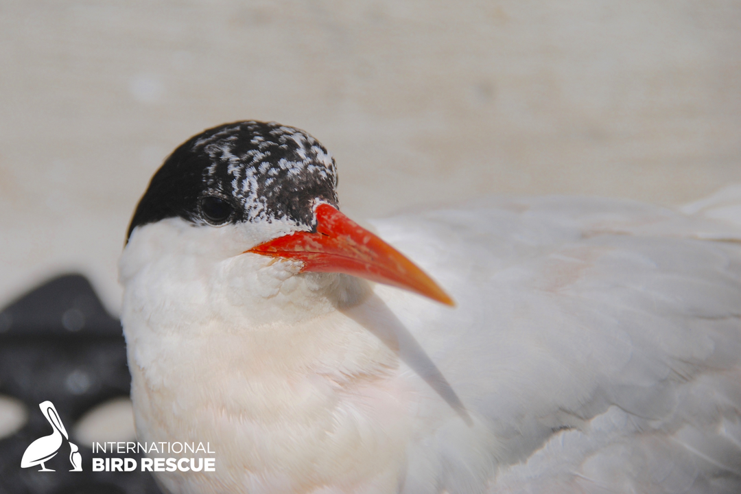 Elegant Tern