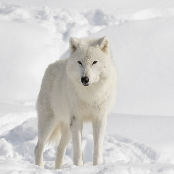 Arctic Wolf (Retiring)