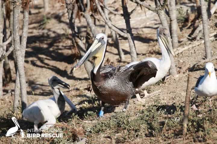 Blue Banded <br> Pelican