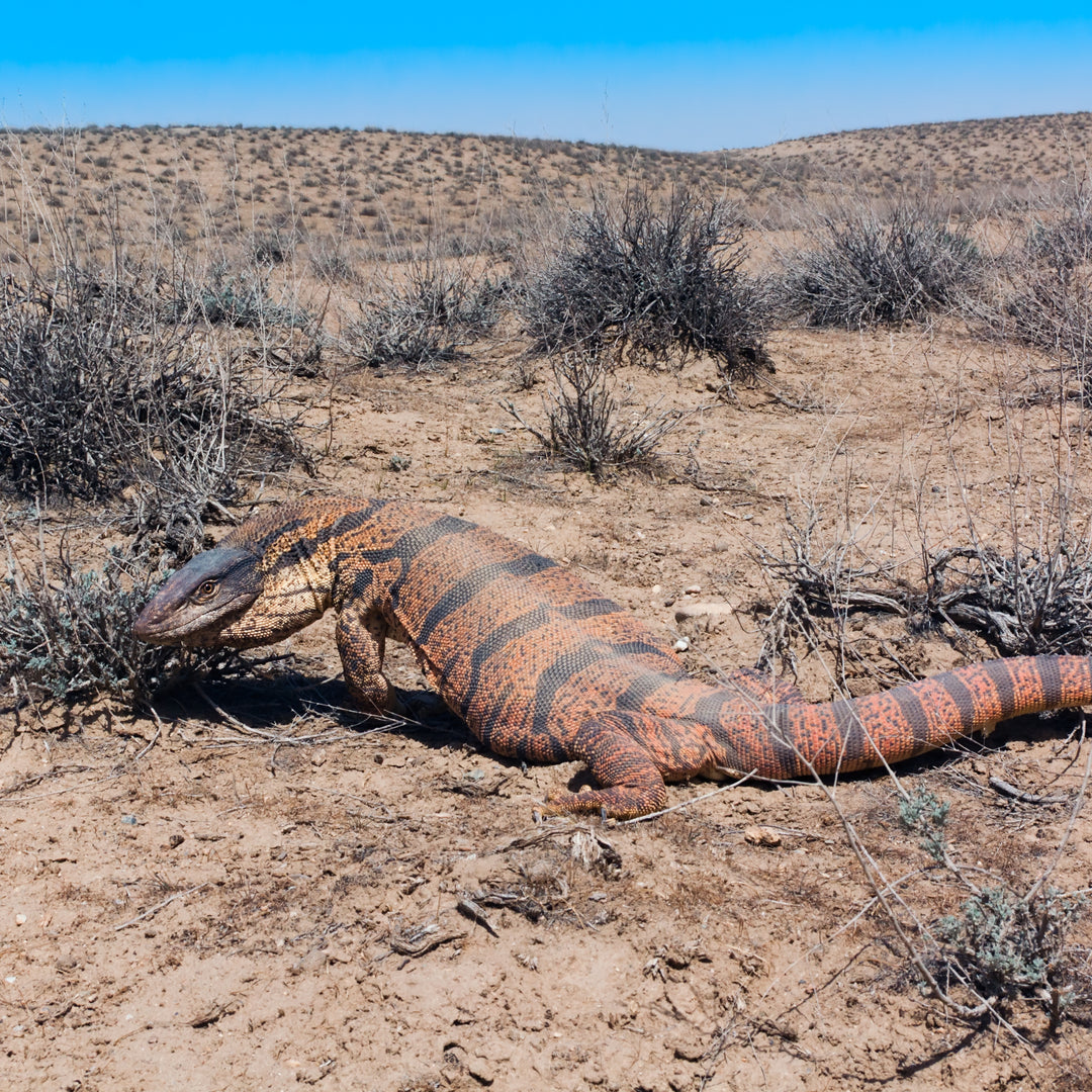 Desert Monitor