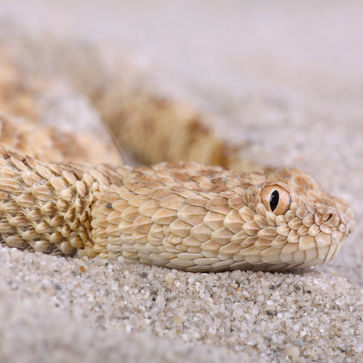 Sand Viper