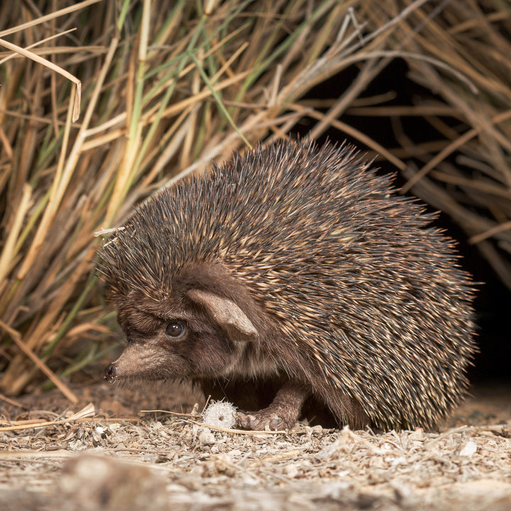 Desert Hedgehog <br> (coming Nov 1st. 12pm EST)