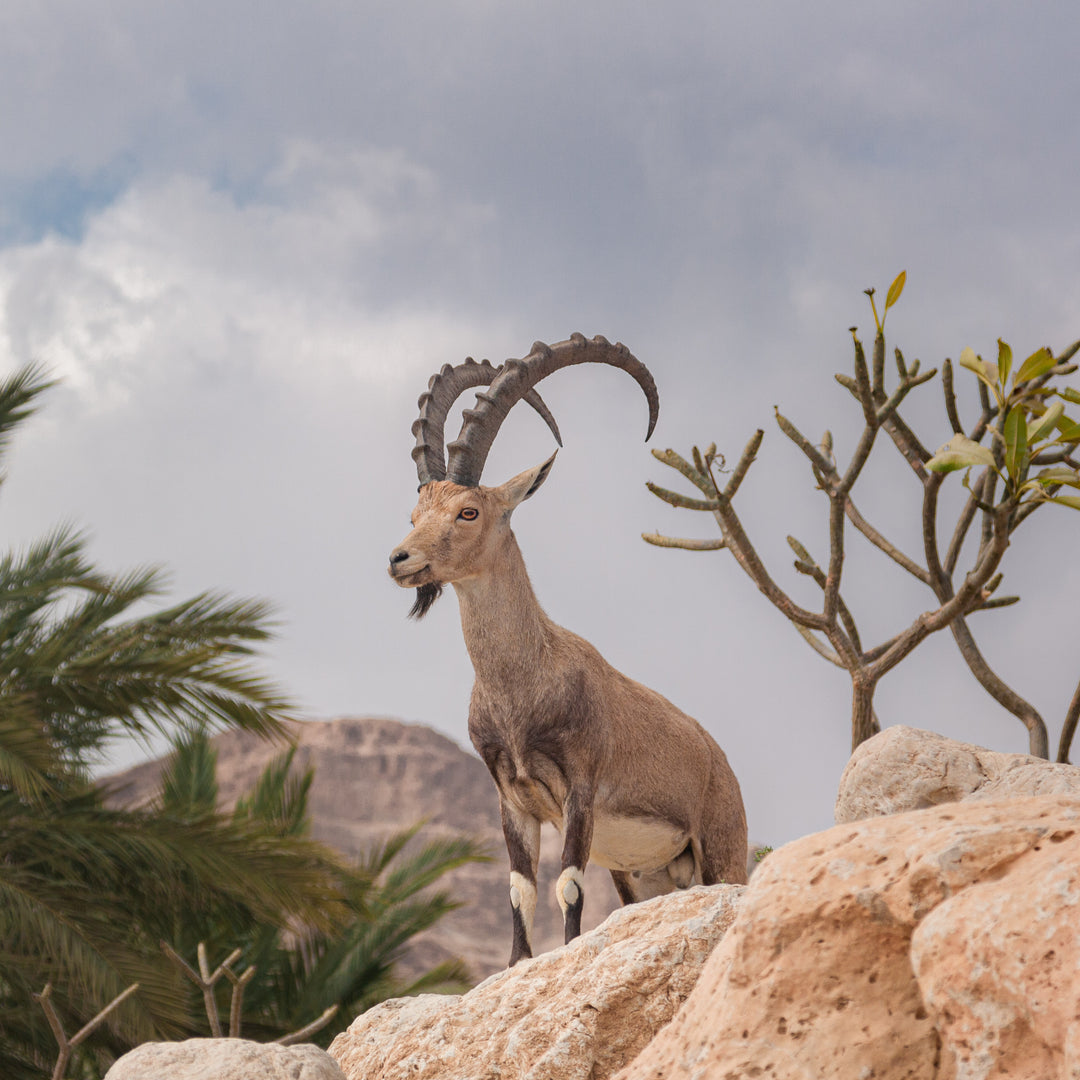 Nubian Ibex <br> (coming Nov 1st. 12pm EST)