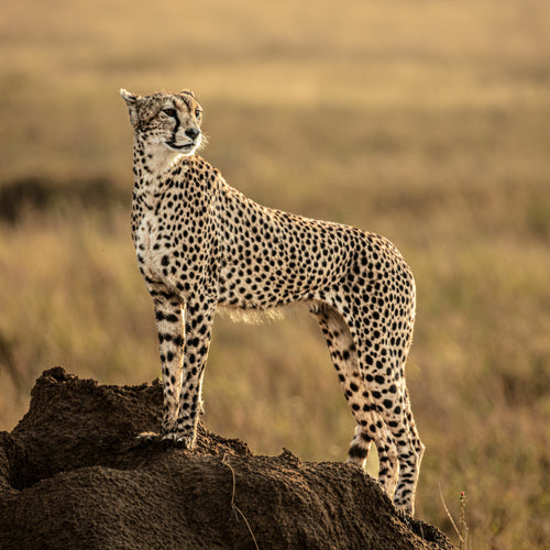 Saharan Cheetah