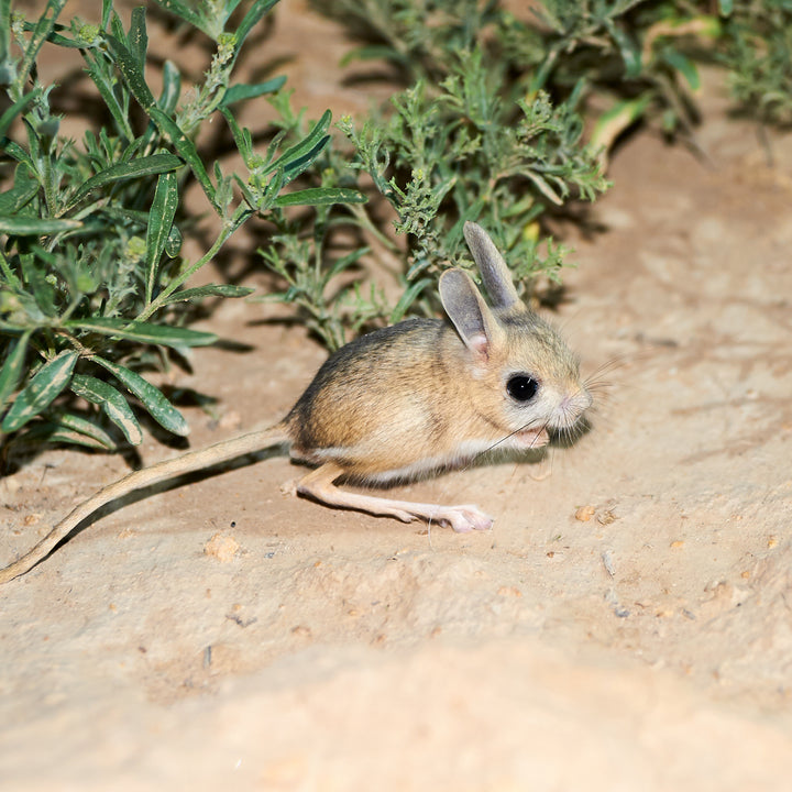 Jerboa <br> (coming Nov 1st. 12pm EST)