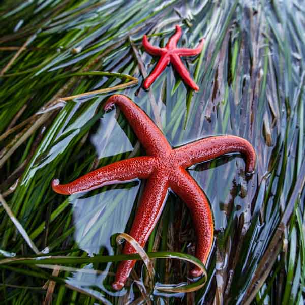 Pacific Blood Star