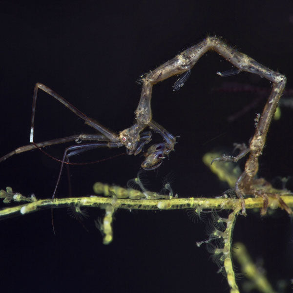 Skeleton Shrimp