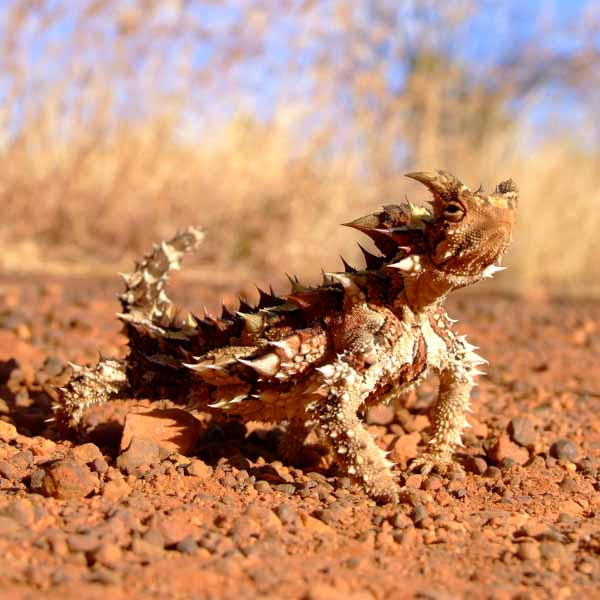 Thorny Devil