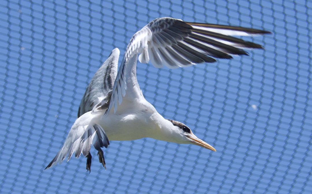 Elegant Tern