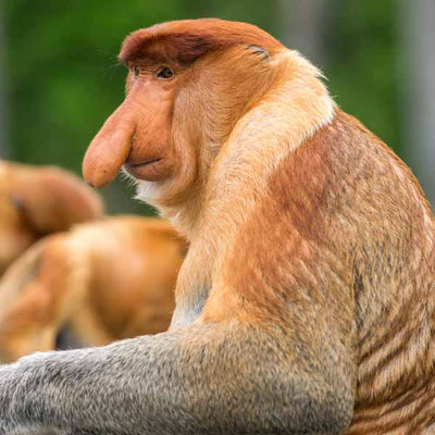Proboscis Monkey (Retiring)