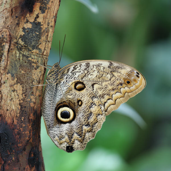 Owl Butterfly (Retiring)