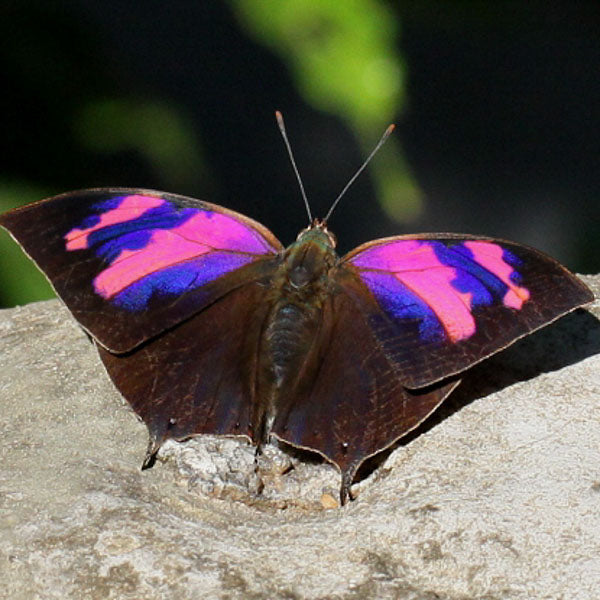 Superb Leafwing Butterfly