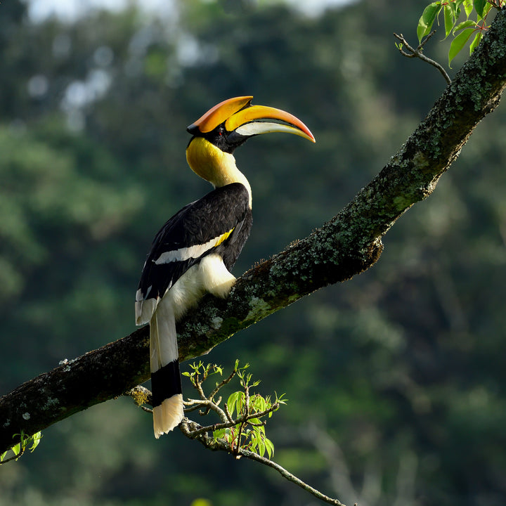 Great Indian Hornbill