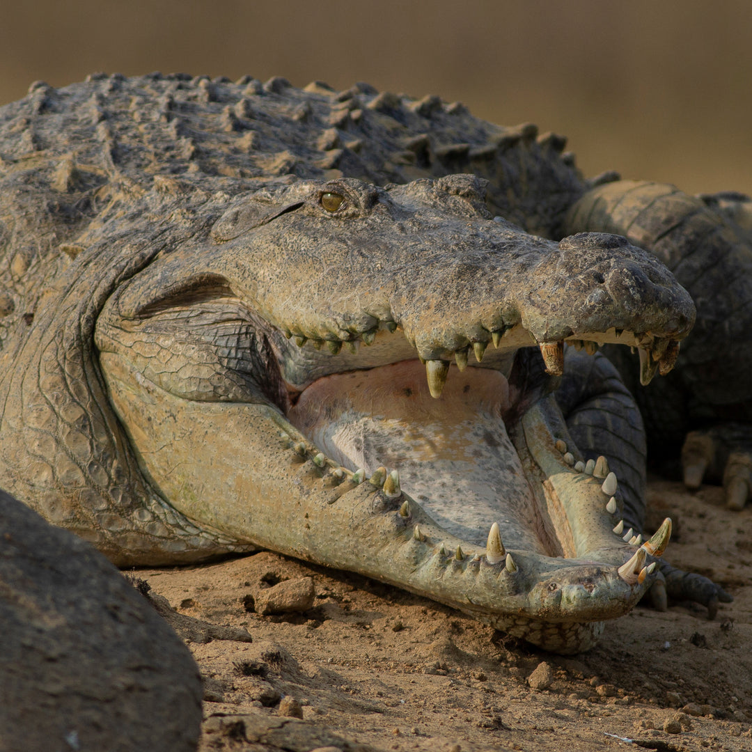 Mugger Crocodile