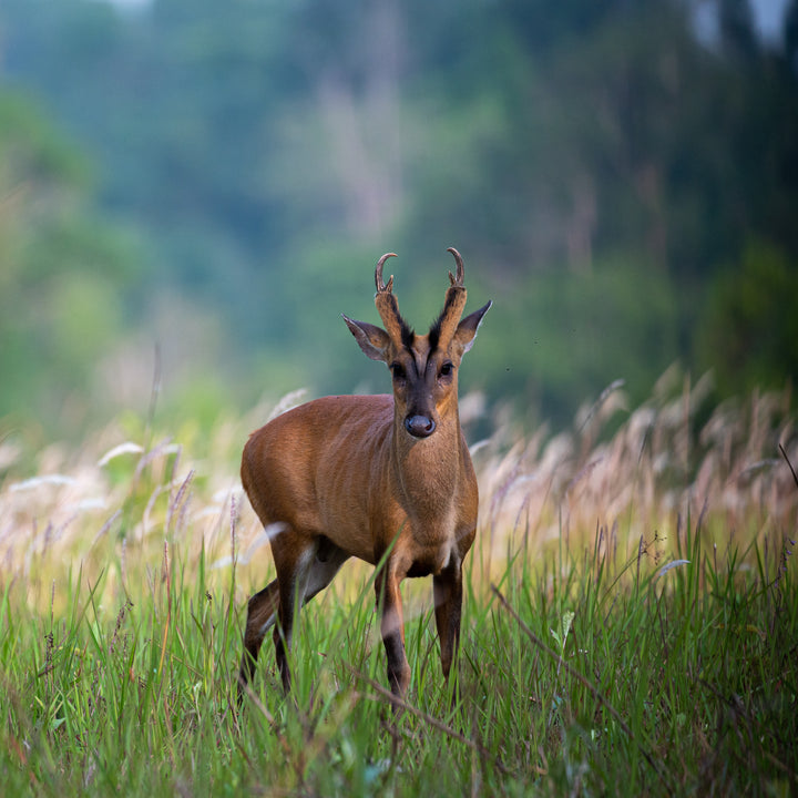 Red Muntjac