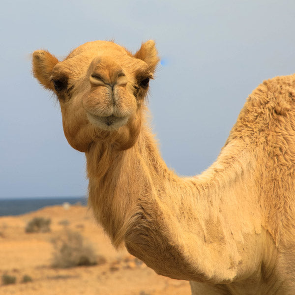 Arabian Camel (Retiring)
