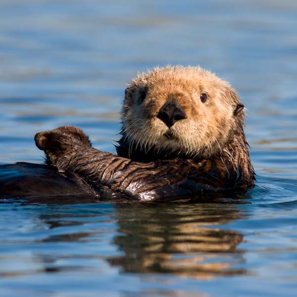 Sea Otter (Retiring)