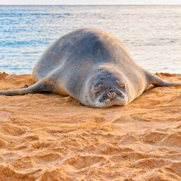 Hawaiian Monk Seal (Retiring)