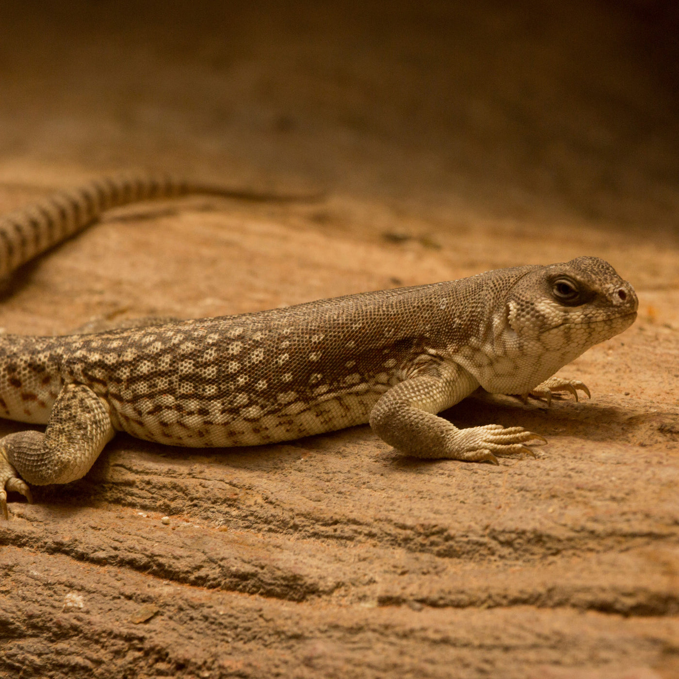 Desert Iguana