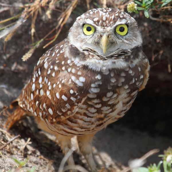 Burrowing Owl (Retiring)